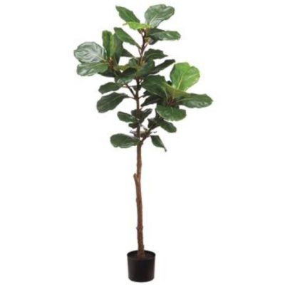 Fiddle Leaf Tree in Pot 6'