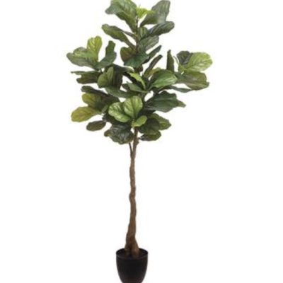 Fiddle Leaf Plant In Pot 5'