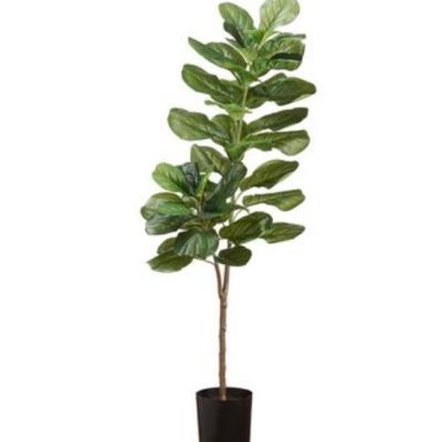 Fiddle Leaf Plant in Plastic Pot 5'