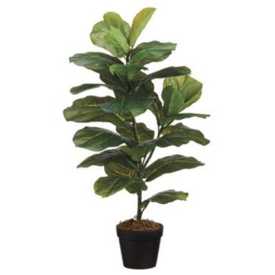 Fiddle Leaf Plant in Pot 31.5"