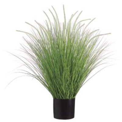 Dog Tail Onion Grass 39"
