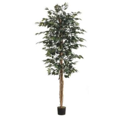 Ficus Tree (7')