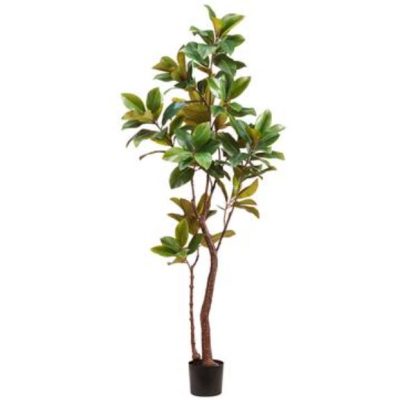 Magnolia Tree in Pot 83"