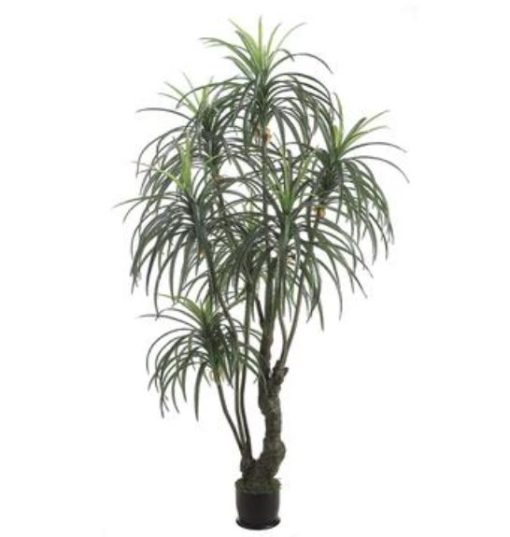 Yucca Tree in Pot 7'
