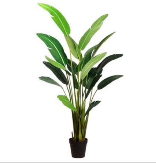 Bird of Paradise (95")