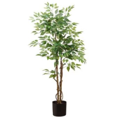 Ficus Tree in Pot - Full (5')