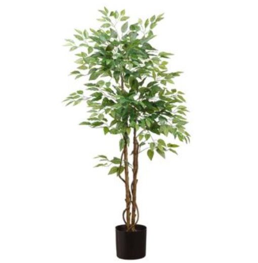 Ficus Tree in Pot - Full (5')
