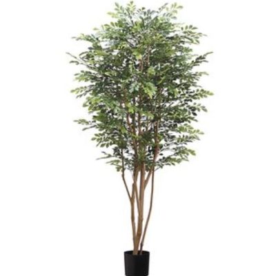 Huckelberry Tree (6')