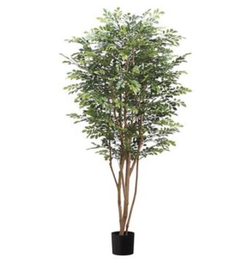 Huckelberry Tree (6')