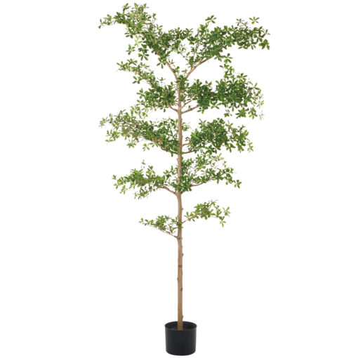 Shady Lady Tree 8'