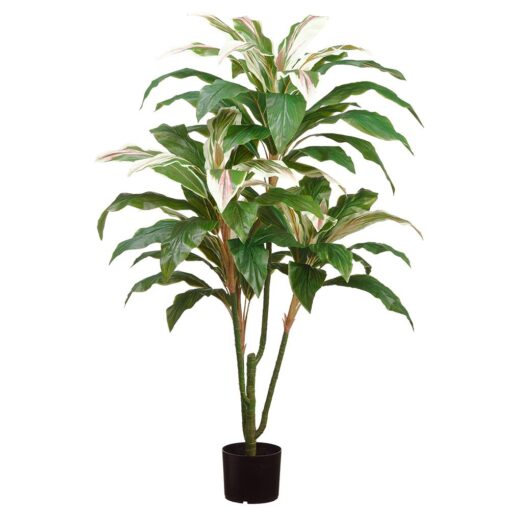 Cordylin Plant in Pot 55"