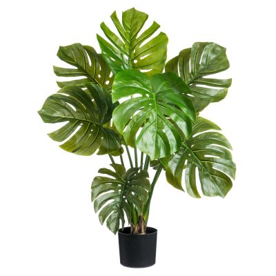 Large Leaf Monstera Adansonii 36"