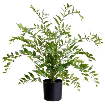 Asian Bayberry Plant in Pot 26.5"