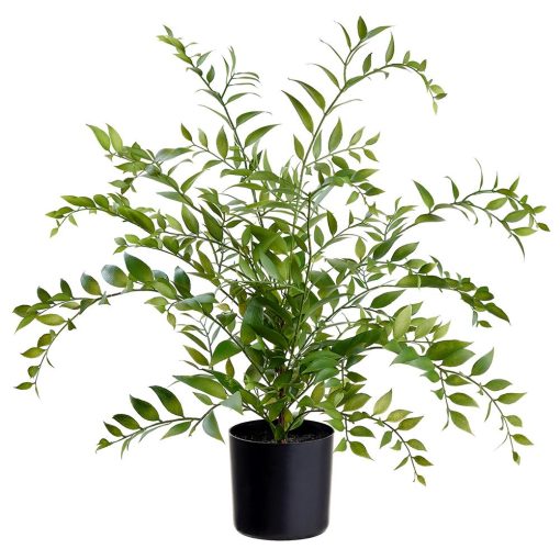 Asian Bayberry Plant in Pot 26.5"