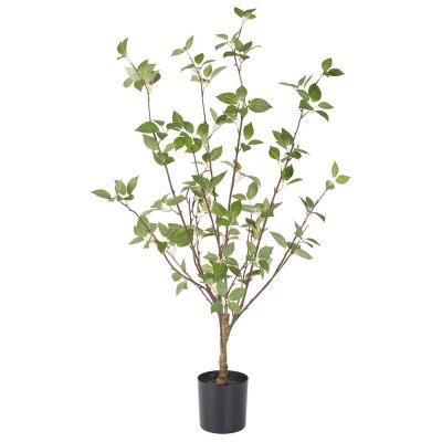 Cornus Tree 33"