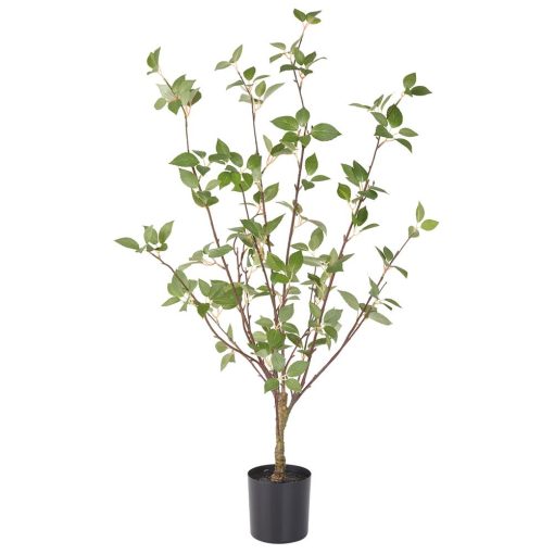 Cornus Tree 33"