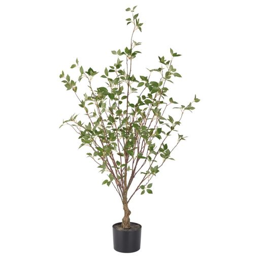 Cornus Tree 48"