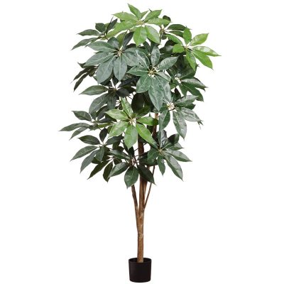 Schefflera Tree 76"