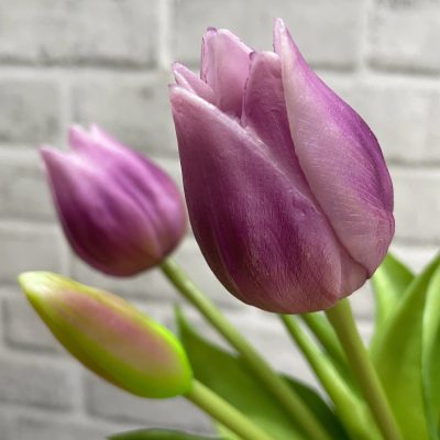 10" Mini Wild Lavender White Tulip Bundle