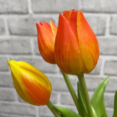 10" Mini Wild Orange Tulip Bundle