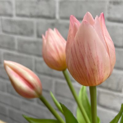10" Mini Wild Pink Tulip Bundle