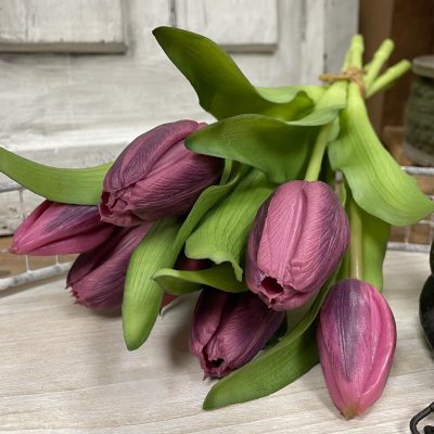12" Dark Plum Formosa Tulip Bundle