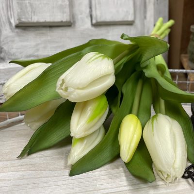 12" White Formosa Tulip Bundle