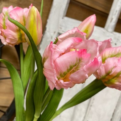 16" Pink/Green Parrot Tulip Bundle