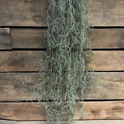 32" Spanish Moss Hanging Bush